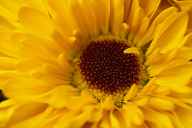 extreme nahaufnahme einer einzigen gelbe chrysantheme blume mit einem braunen auge - chrysanthemum macro close up single object stock-fotos und bilder