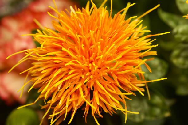 nahaufnahme von einen einzigen schönen blühenden orange pom centaurea blütenstand - chrysanthemum macro close up single object stock-fotos und bilder