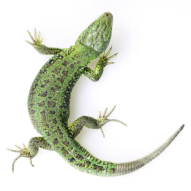 green lizard A green lizard on a white background. iguana stock pictures, royalty-free photos & images