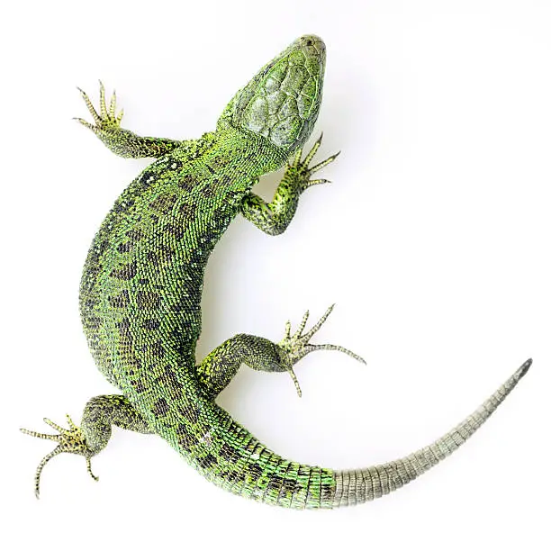 A green lizard on a white background.