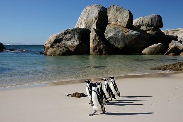 istock African Penguins at Boulders 106568564