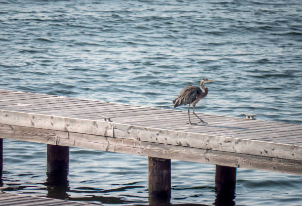 Solitary Great Blue Heron stepping along a dock stock photo