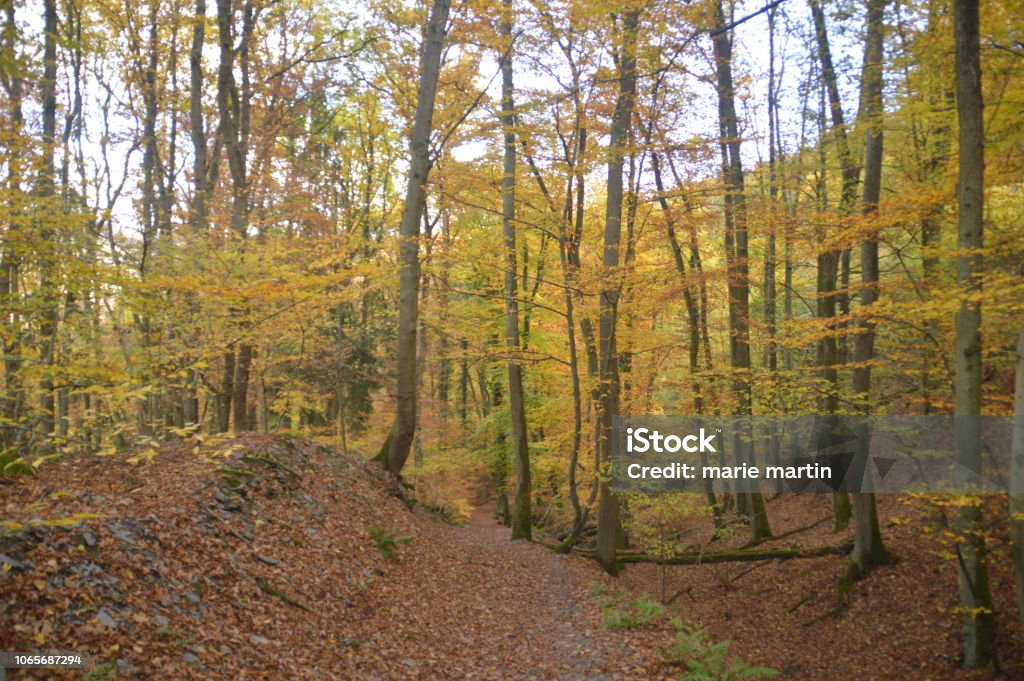 Höstfärger i skogen - Royaltyfri Bernkastel-Kues Bildbanksbilder