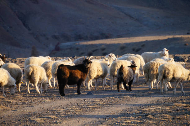 istock Goats and sheep in evening sunlight, Altai,Russia. 1065690592