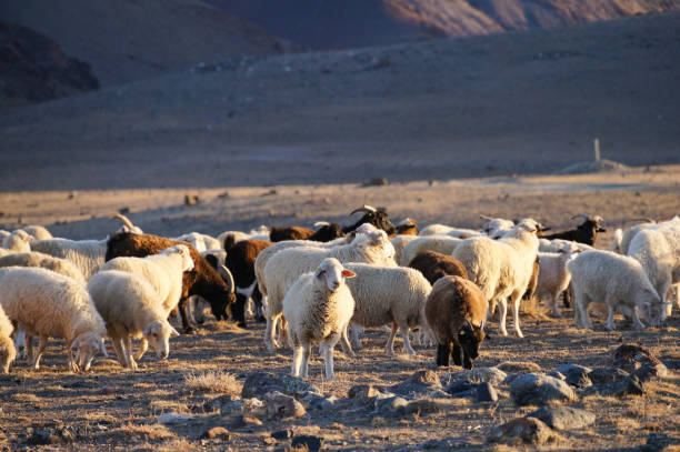 istock Goats and sheep in evening sunlight, Altai,Russia. 1065690622