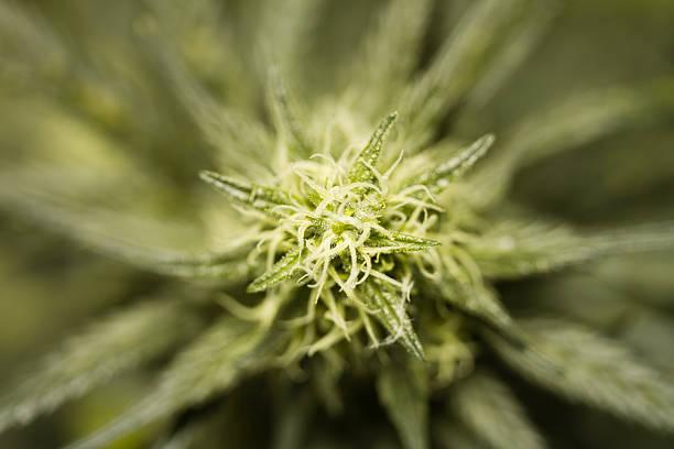 Marihuana Budding desde arriba - foto de stock