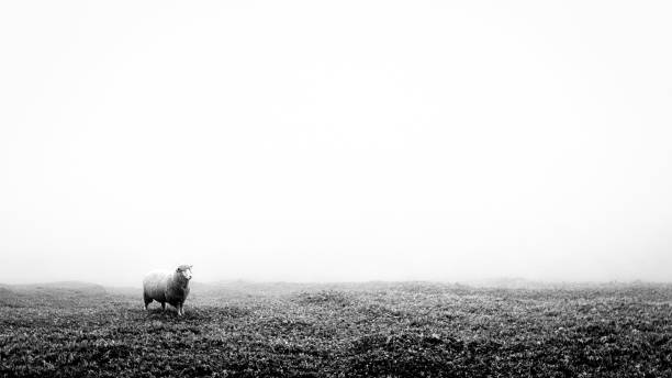 Concept image of a lost sheep in the middle of nowhere One lonely sheep on a grass field. This image is black and white. It was foggy and misty. The weather condition was cold. The image has a minimalism feel. It is suitable to add text or quote. sheep photos stock pictures, royalty-free photos & images