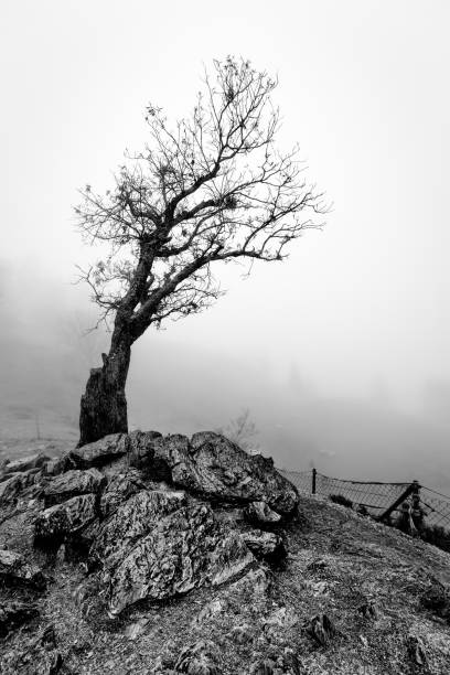 istock Concept image of a lone leafless tree in thick fog 1065692470