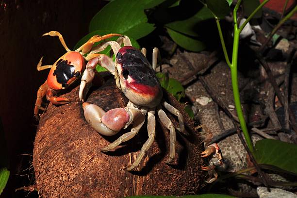 istock Sally Lightfoot Crab eating a Coconut in Cuba 106569285