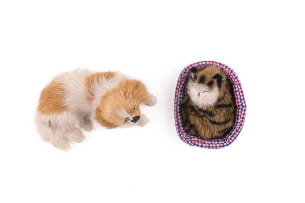 istock sleeping kitten and dog on a white background 1065699004
