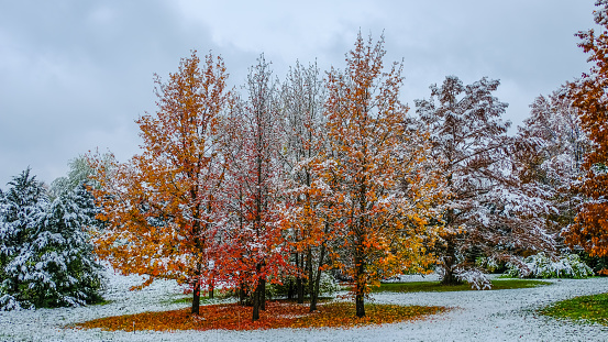 Beautiful view of red maple trees covered with first snow; colorful leaves on the ground under the trees; Missouri