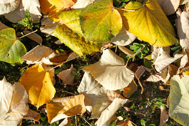 istock Fallen leaves in autumn time 1065705446