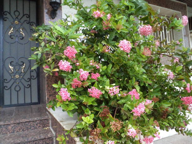 istock Pink Flowers Plant 1065706688
