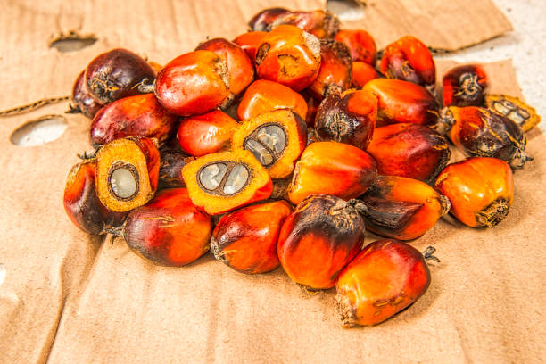 istock African Oil Palm (Elaeis guineensis) 1065707060
