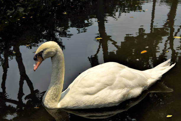 istock White swan on a lake 1065707102