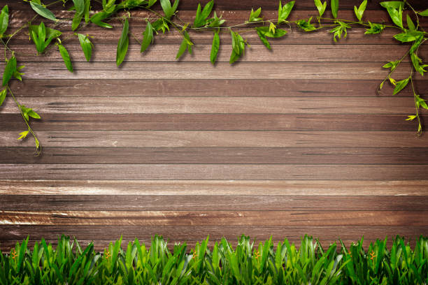 istock Wooden background with fresh green creeper 1065707112