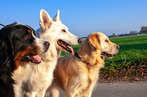 A Bernese Mountain Dog, Swiss Shepherd, and Golden Retriever standing in a row on leashes outdoors looking in the same direction.