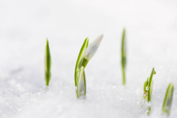 istock Spring snowdrops flower in snow. Winter close-up flowers 1065707472