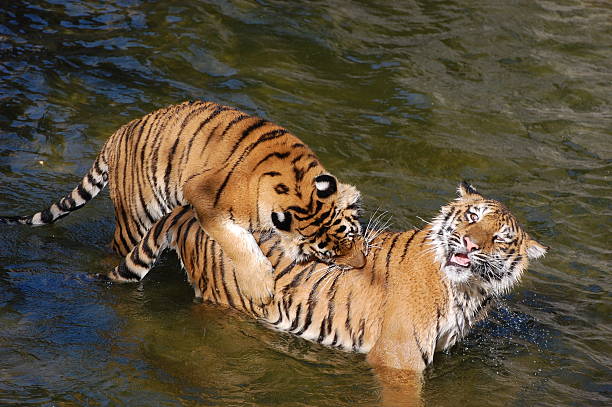 istock Tigers make love in the water 106570948