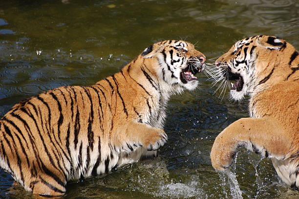 istock tigers play in the water 106570977