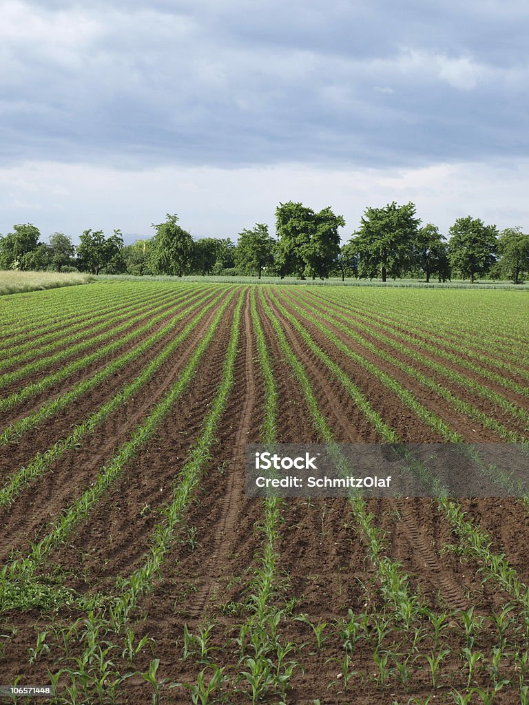 Campo com jovens Zea mays e cerejeiras - Foto de stock de Campo Lavrado royalty-free