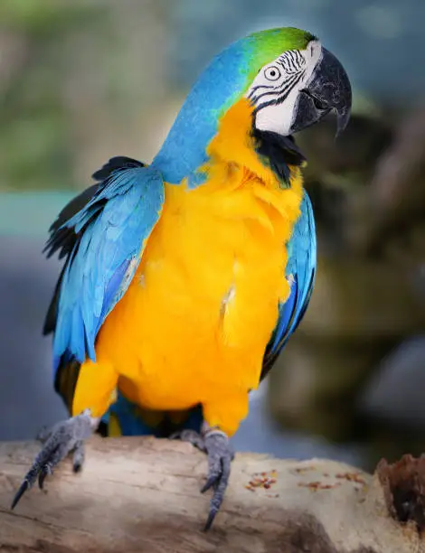 Photo of a bright macro parrot in a tropical jungle