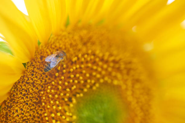 bee collects pollen on a sunflower