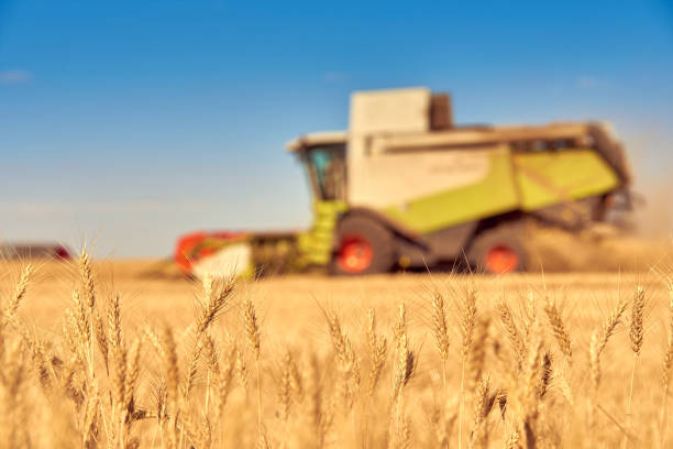 istock combine harvester gathers the harvest (wheat) in the field 1065720664
