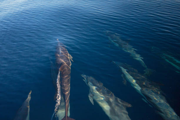 pod de 7 dauphins à gros nez, nager sous l’eau près du parc national des îles de la manche au large des côtes de californie aux états-unis - pod photos et images de collection