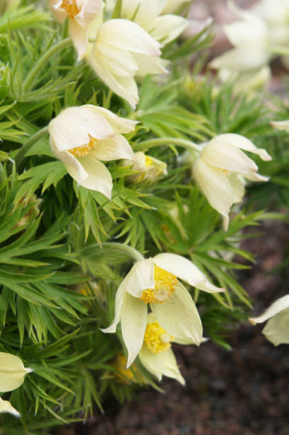 Pulsatilla ludoviciana or Anemone patens or pasqueflower white flowers with green vertical Pulsatilla ludoviciana or Anemone patens or pasqueflower white flowers with green vertical anemone ludoviciana stock pictures, royalty-free photos & images