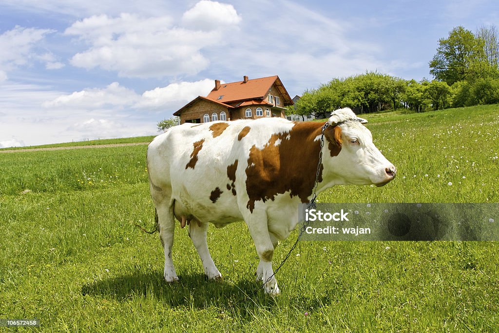 牛グリーンフィールド - エールシャー牛のロイヤリティフリーストックフォト