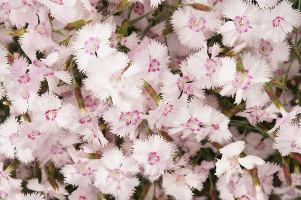 Dianthus plumarius or common pink  flowers Dianthus plumarius or common pink  flowers dianthus barbatus stock pictures, royalty-free photos & images
