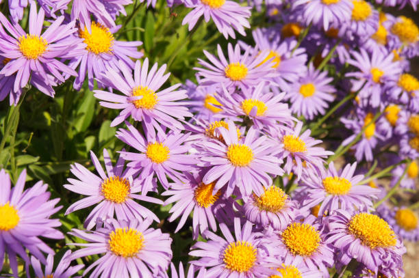 istock Aster alpinus violet flowers 1065725298