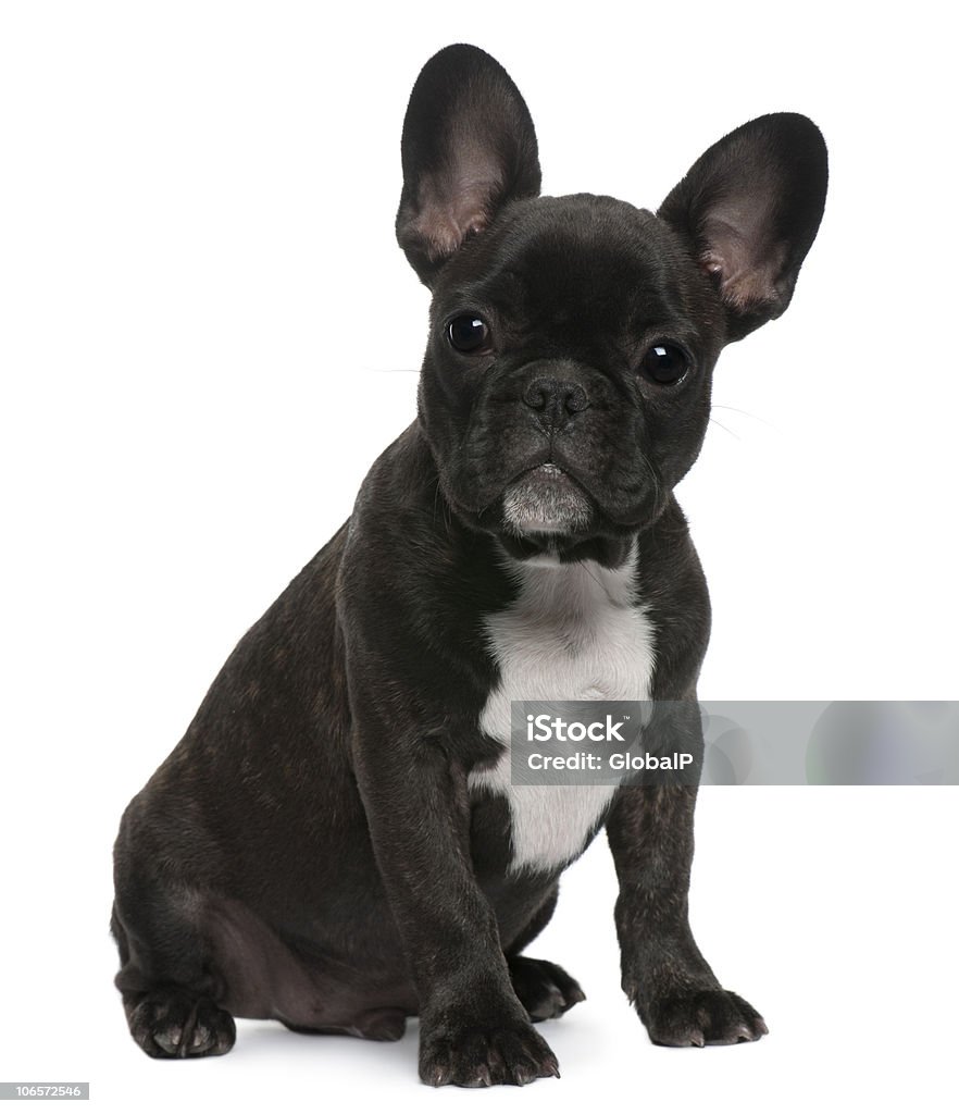 Chiot Bouledogue français, 4 mois, assis. - Photo de Animal vertébré libre de droits