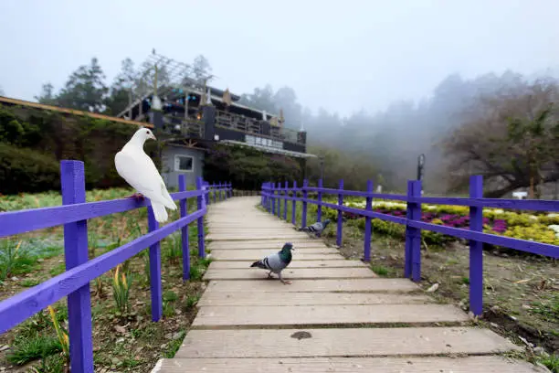 Some birds in local garden of Taiwan. Birds walking on street. Birds hanging around local park. Flock of birds in garden.