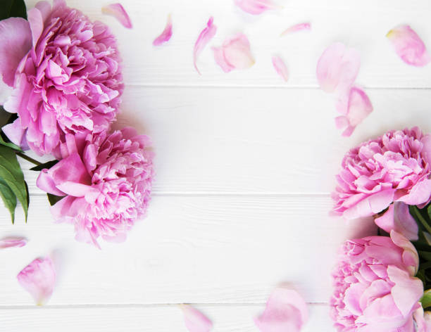 istock beautiful pink  peony flowers 1065727946
