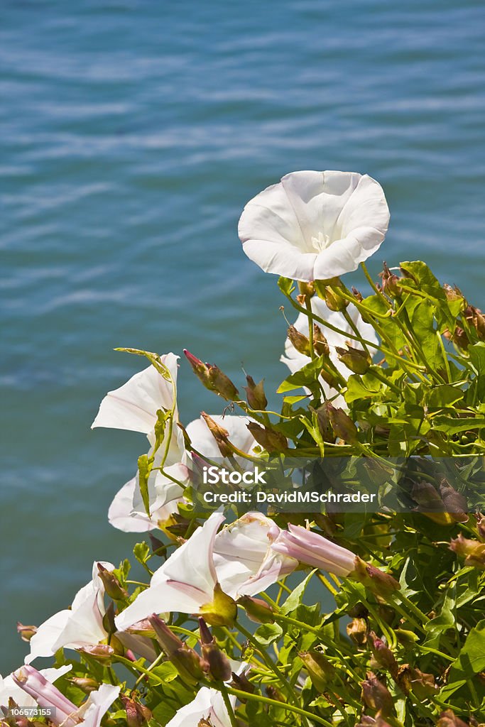 Pacific Morning Glory kwiaty - Zbiór zdjęć royalty-free (Bez ludzi)