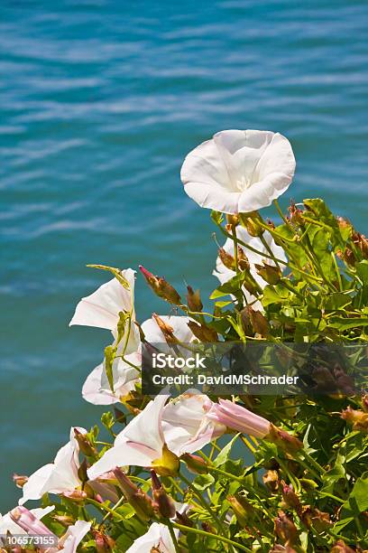 Pacific Morning Glory Kwiaty - zdjęcia stockowe i więcej obrazów Bez ludzi - Bez ludzi, Biały, Brzeg wody