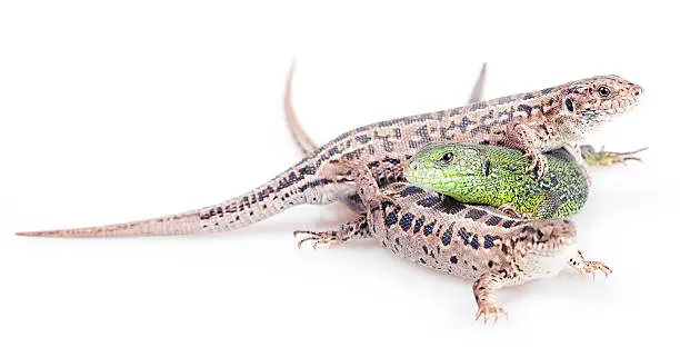 Photo of Lizards