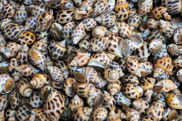 Fresh raw sweet snail. Fresh Babylonia areolata background