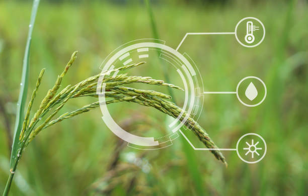 istock riceberry field and seeds in paddy field Agriculture analysis data and visual icon. 1065738500