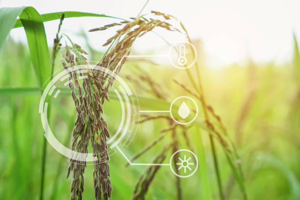 istock riceberry field and seeds in paddy field Agriculture analysis data and visual icon. 1065738638
