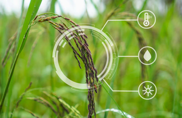 istock riceberry field and seeds in paddy field Agriculture analysis data and visual icon. 1065738646