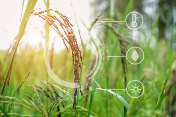 istock riceberry field and seeds in paddy field Agriculture analysis data and visual icon. 1065738652