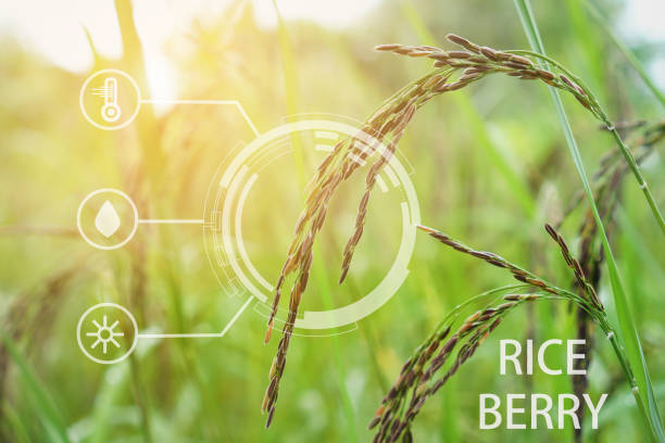 istock riceberry field and seeds in paddy field Agriculture analysis data and visual icon. 1065738668
