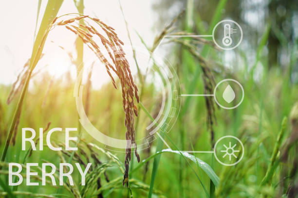 istock riceberry field and seeds in paddy field Agriculture analysis data and visual icon. 1065738712