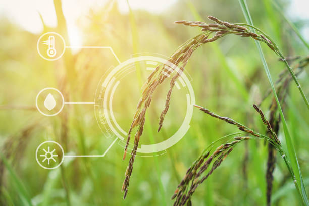 istock riceberry field and seeds in paddy field Agriculture analysis data and visual icon. 1065738728
