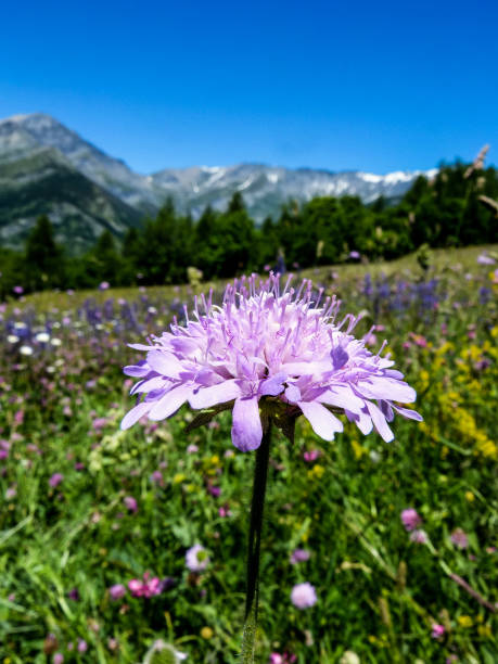 istock Pink flower in bloom, Italy 1065739006