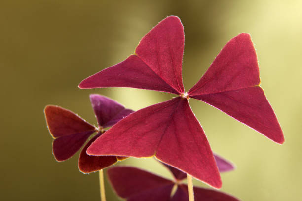 Red Clover, Oxalis triangularis Red Clover, Oxalis triangularis oxalis triangularis stock pictures, royalty-free photos & images