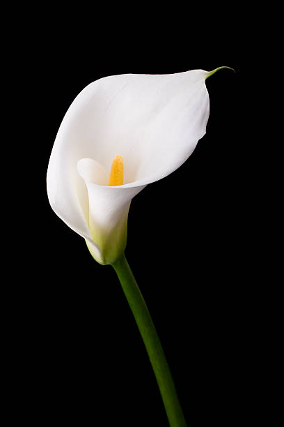 White calla stock photo